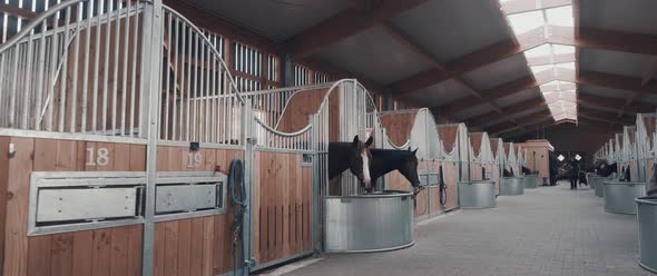 Horse Stable