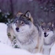 Wolves in Wolf Pack Approacing in Beautiful Winter Forest - VideoHive Item for Sale