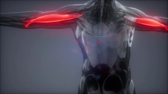 Biceps - Visible Muscle Anatomy Map alt