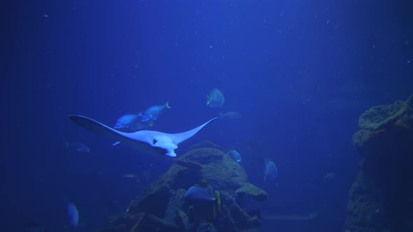 Aquarium with Many Exotic Fish Floating in Blue Water at Oceanarium in Slow Motion