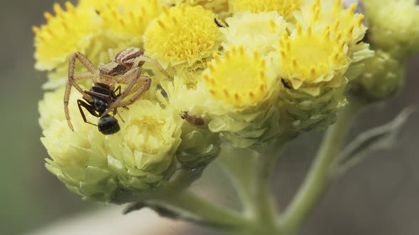 Crab Spider On A Yellow Flower