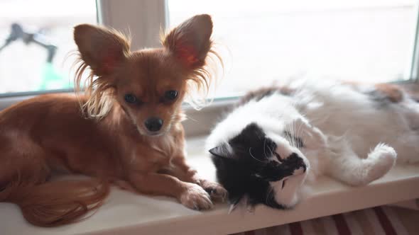 Cat and Dog