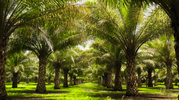 Tropical Landscape with Palm Grove