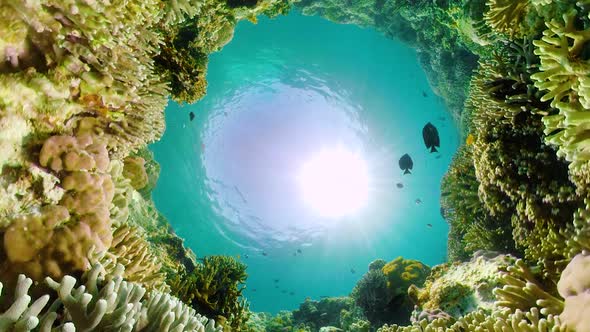 Coral Reef and Tropical Fish. Camiguin, Philippines