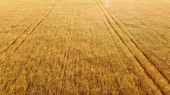 Flying Over Field of Yellow Ripe Wheat During Dawn Sunset