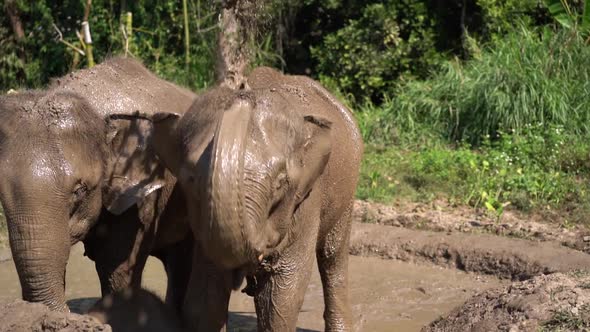 Elephants bathing in a mud. 