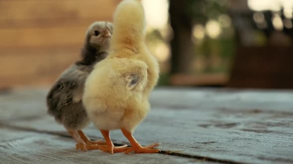 Beautiful Yellow and Grey Chicks on Table