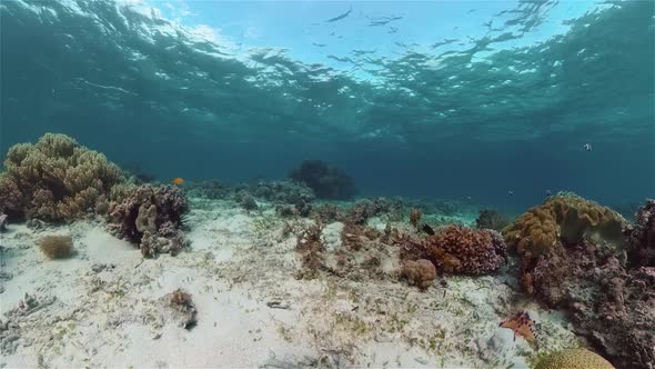 Coral Reef and Tropical Fish