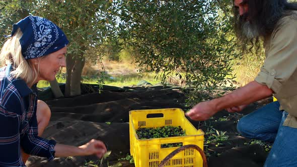 Couple collecting harvested olives in crate 4k