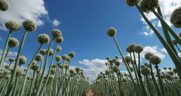 Onion field, Loiret department, France