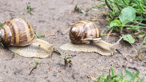 Two Snails racing on soil
