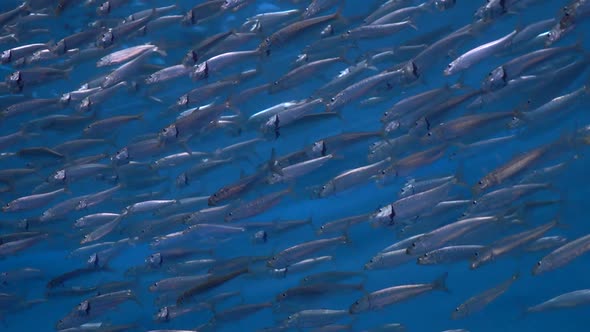 School of Sardines Following Each Other.