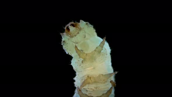 Caterpillar Insecta Manduca Sexta Under the Microscope Family Sphingidae Species of Butterflies