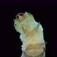 Caterpillar Insecta Manduca Sexta Under the Microscope Family Sphingidae Species of Butterflies - VideoHive Item for Sale