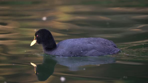 Red-gartered coot swimming; perfect reflection on water surface, tracking right-to-left