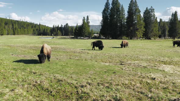 Yellowstone National Park Wyoming USA with Bison Herd on Green Meadow Pasture