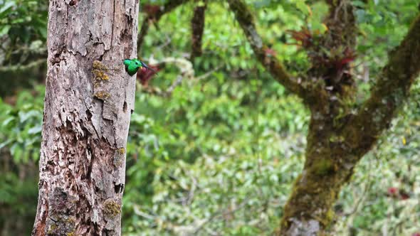 Costa Rica Resplendent Quetzal (pharomachrus mocinno), a Beautiful Bright Green Tropical Exotic Bird