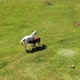 A Mare Feeds a Foal with Milk on a Green Pasture - VideoHive Item for Sale