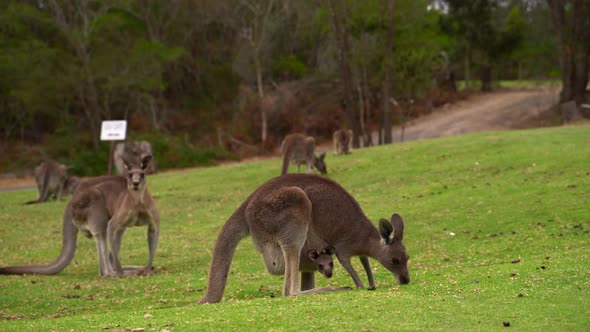 A baby joey inside it's mother pouch. Video shot in NSW, Australia