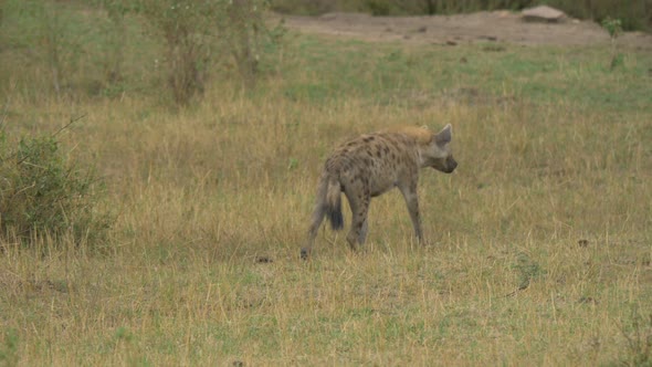 Hyena in Maasai Mara