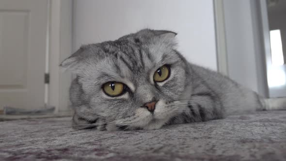 Scottish Fold Cat