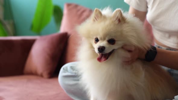 Closeup Face of Happy Pretty White Pretty Spitz Pet Dog Unrecognizable Young Woman Stroking Loving