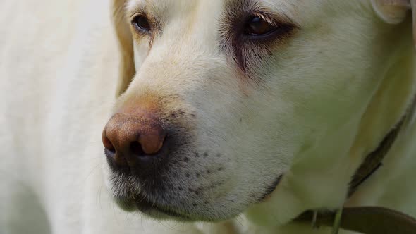 Labrador Dog