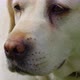 Labrador Dog - VideoHive Item for Sale