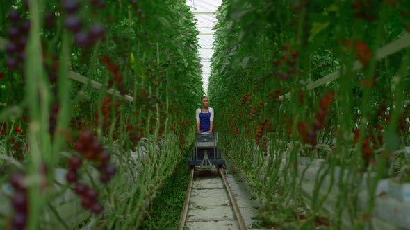 Tomato Plantation Harvest Woman Farmer Inspecting