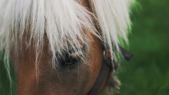 A Brown Horse With A Blonde Mane Grazing In The Field Meadows  Flaxen Horse