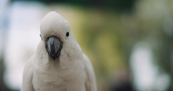 Close up of Sulphur-crested cockatoo, shallow depth of field. BMPCC 4K