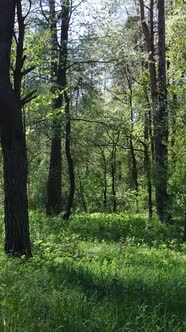 Vertical Video of Green Forest During the Day