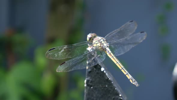 A dragonfly perched on an iron fence