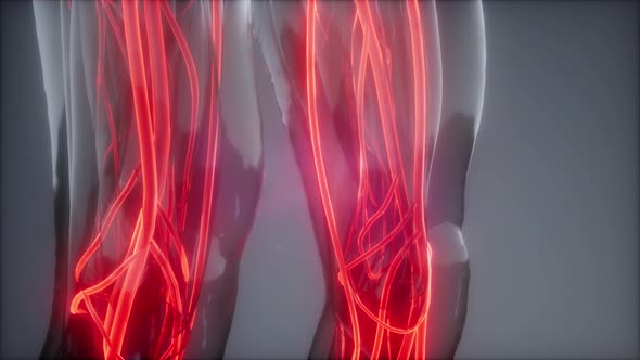 Blood Vessels of Human Body alt