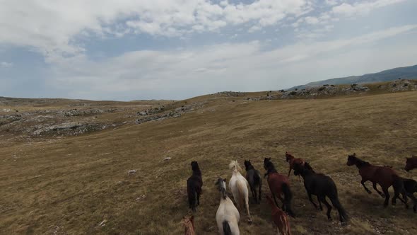 Aerial Fpv Drone Shot of a Herd of Wild Horses Running on a Green Spring Field at the Sunset