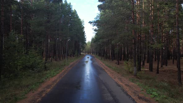 Forest Road After Rain