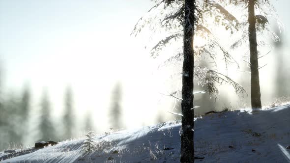 Splendid Christmas Scene in the Mountain Forest. Colorful Winter Sunrise alt