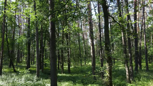 Beautiful Green Forest on a Summer Day Slow Motion