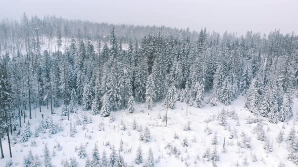 Idyllic Winter Scenery of Evergreen Forest on the Mountain in Winter Snowy Day