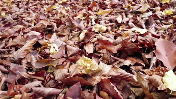 Autumn Leaves