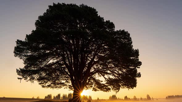 Foggy Sunrise in a Field with a Beautiful Branchy Pine Tree, Time Lapse