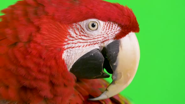 Macro close-up of a macaw parrot looking at the camera as if asking a question with copy space on th