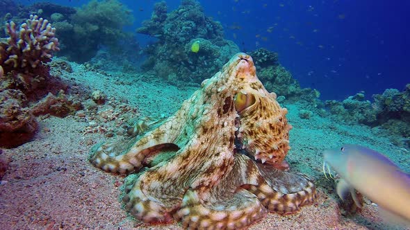 Underwater Big Red Octopus