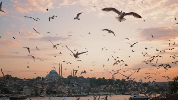 Many Seagulls Flying Above Bosphorus at Sunset Against Suleymaniye Mosque