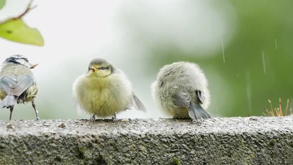 Cute young blue tits on a garden wall being fed by parents in the rain