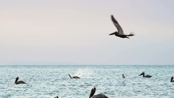 Costa Rica Birds and Wildlife, Brown Pelicans (pelecanus occidentalis), Amazing Animal Moments and B