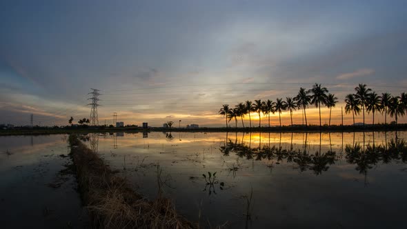 Timelapse a row of coconut with electric tower