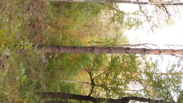 Vertical Video of a Forest with Many Trees in Autumn