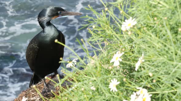 Double-crested Cormorant After Fishing in Greenery. Sea Bird with Hooked Bill and Blue Eye on Cliff