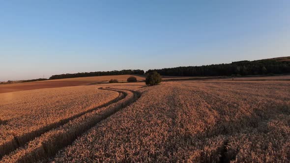 FPV Aerial View of Flat Agricultural Farming Field on Golden Hour Sunlight, Dynamic Drone Shot